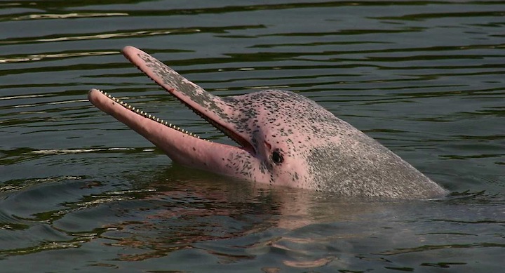 Delfin-rosado-amazonico-carnada