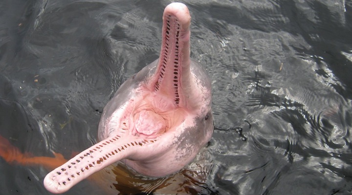 Delfin-rosado-amazonico-usan-como-carnada2