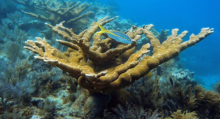 Declive-corales-caribe-2