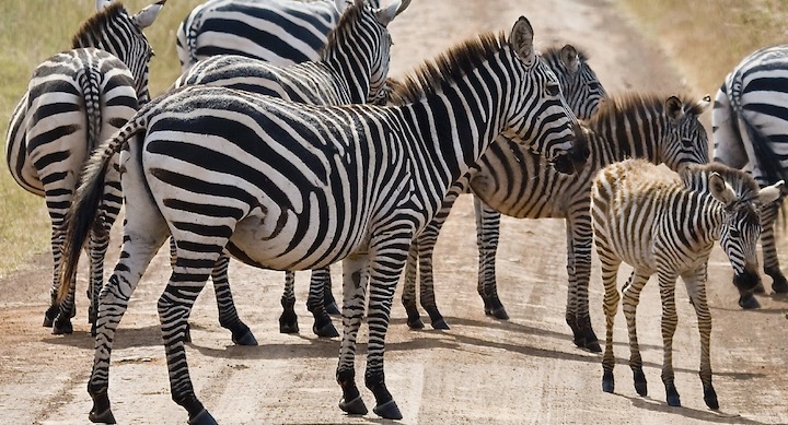 Zebra in Nairobi National Park, Kenya