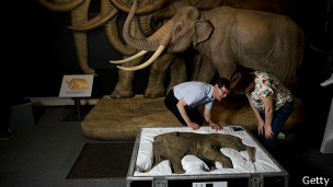Lyuba, la bebé mamut, en el Museo de Historia Natural