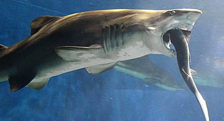 tiburonataca2
