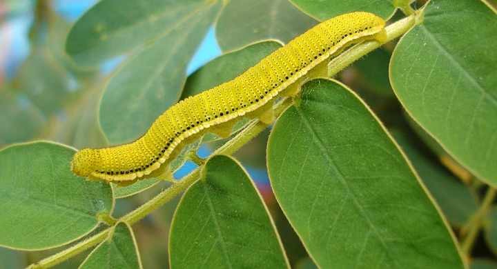 Las-plantas-pueden-oir2