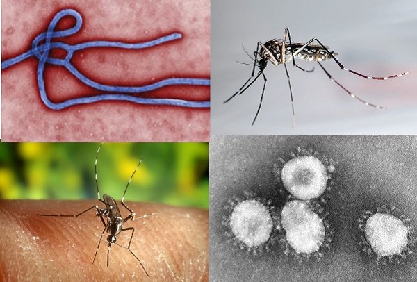 Virus del ébola (arriba izda), mosquito transmisor del dengue (arriba dcha), mosquito transmisor de malaria (abajo izda) y virus del coronavirus (abajo dcha) Foto: Agencia EFE