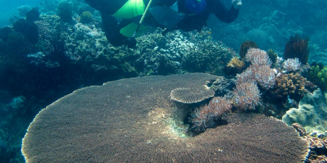 corales_oceano